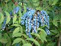 Mahonia berries